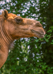 Close-up camel headshot on a sunny day 