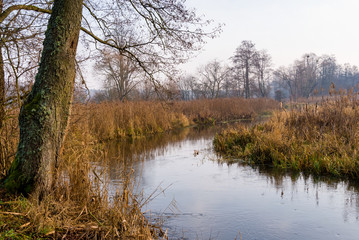 Fototapeta na wymiar Rzeka Supraśl, Puszcza Knyszyńska, Grudniowy ciepły dzień, Ocieplenie klimatu