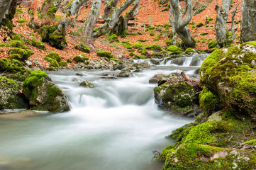 Photograph of the beech forest of Ciñera, Leon (Spain) known as Faedo, declared the best preserved forest in Spain in 2007. You can see the river that crosses the forest with a silk effect