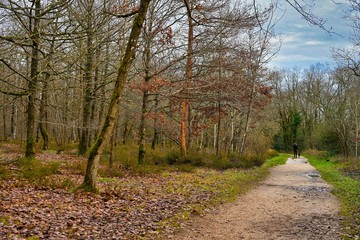 Fototapeta premium Paysage d'automne en Forrêt