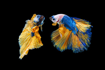 The moving moment beautiful of yellow and blue siamese betta fish or fancy betta splendens fighting fish in thailand on black background. Thailand called Pla-kad or half moon biting fish.