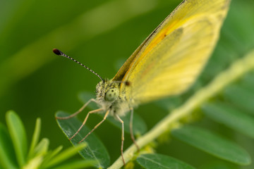 yellow butterfly zoom