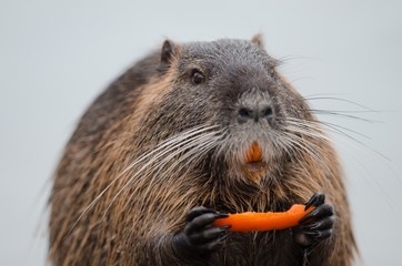 Closeup shot of a beaver eating fruit with a blurred background - obrazy, fototapety, plakaty