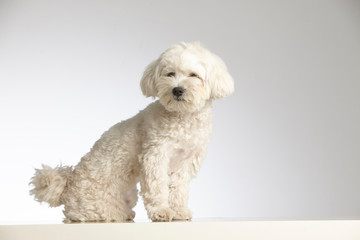 White bichon maltese purebred dog. White background. Studio shot