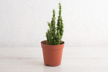 Little cactus is house plant a kind of succulent in plastic pot on wooden white table wall background