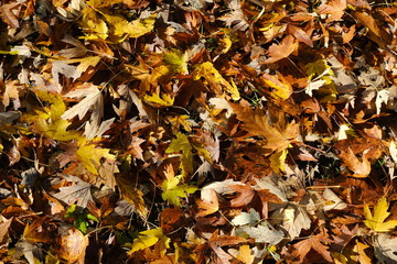ìCarpet of orange colored leaves fallen to the ground in autumn.