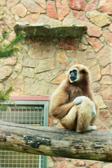 a large humanoid monkey sits on a tree in the zoo and is bored.