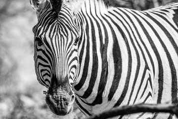 Obraz na płótnie Canvas zebras in Etosha national park, Namibia in Africa
