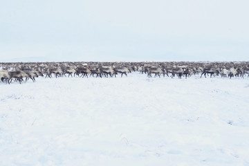 Reindeer in the sima tundra in snow.