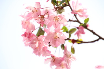 海棠桜