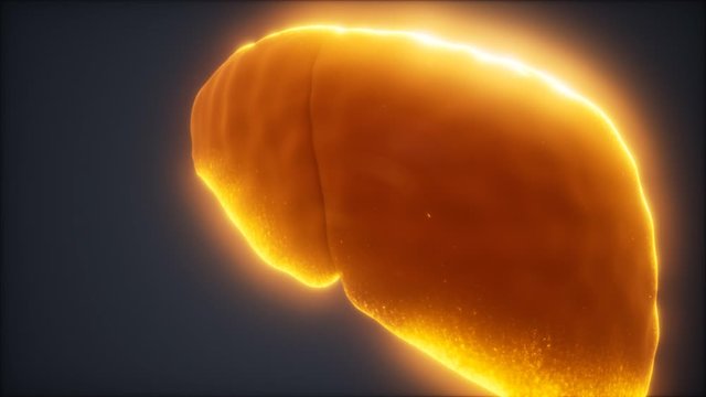 loop 3d rendered medically accurate animation of the human liver