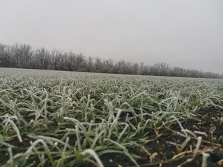 frost on the field