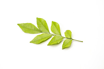 Obraz premium Orange jasmine leaves isolate on white background.(Murraya paniculata)