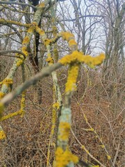 moss on tree