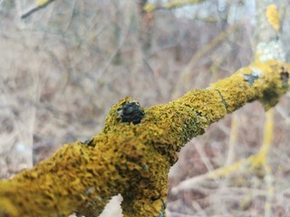 moss on tree