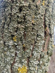 bark of a tree