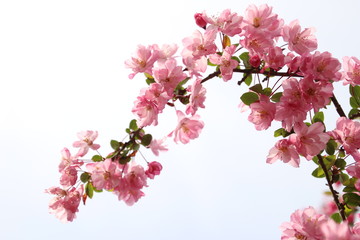 海棠桜