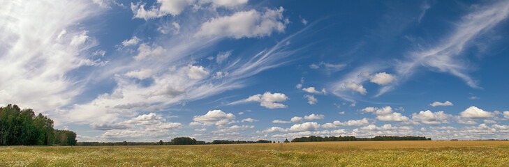 Fototapeta na wymiar panorama summer landscape in a field of yellow-white daisies and wheat. beautiful white cumulus and feather clouds in the blue sky. calm and serenity