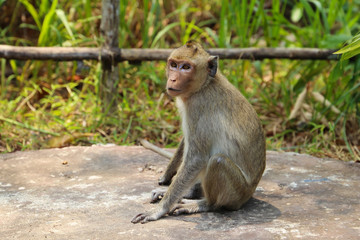 Little monkey sitting and watching