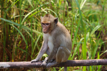 Little monkey sitting and watching