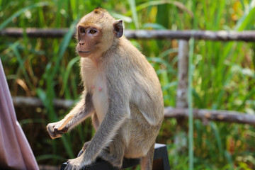 Little monkey sitting and watching © Afflamen