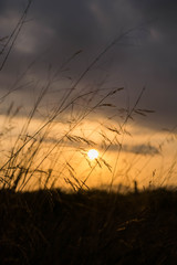 Fototapeta premium sunset over field