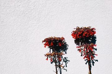 Flowers in the sun against a wall.