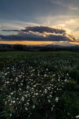 sunset over a field