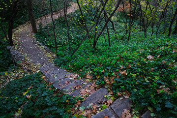 Escalera de piedra con hiedra a su alrededor