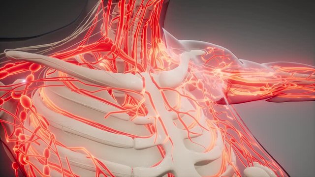 science anatomy scan of human blood vessels