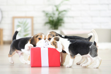 Beagle puppy dogs with gift box at home