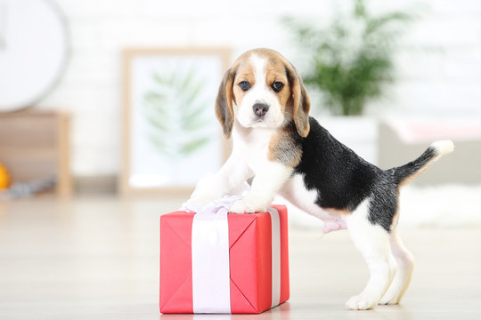 Beagle puppy dog with gift box at home