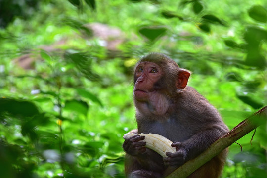Portrait of rhesus macaque monkey (Macaca mulatta), Nanwan Monkey Island, China