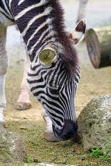 View of a black and white zebra