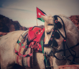 Arab Horse