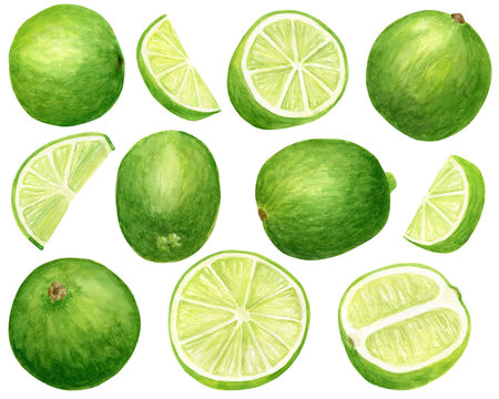 Watercolor Lime Set. Hand Drawn Botanical Illustration Of Slices, Green Citrus Fruits Isolated On White Background