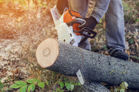 Lumberjack cuts down a lying tree with a chainsaw in the forest, close-up on the process of cutting down. Concept of professional logging. Deforestation.