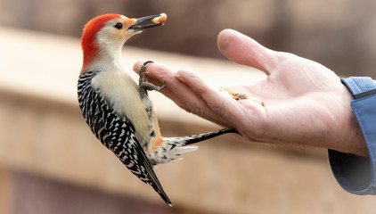 Woodpecker