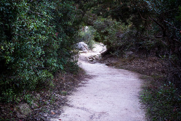 Fototapeta premium Beautiful and idyllic empty hiking trail in the forest.