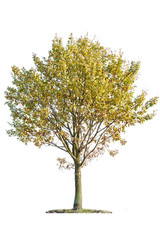 Oak tree (Quercus robur) in autumn yellow leaf isolated on a white background. orange autumn tree isolated on white. 