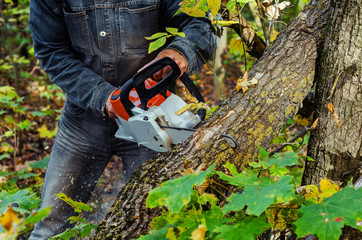 Lumberjack cuts down a lying tree with a chainsaw in the forest, close-up on the process of cutting down. Concept of professional logging. Deforestation.