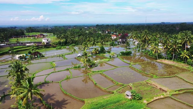 Aerial view of rice field. Green rice and vegetable fields in poor village in Asia. Terraced rice and field farm in the mountain and rural village with workers. Traditional agriculture and sustainable