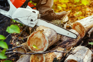 Lumberjack cuts down a lying tree with a chainsaw in the forest, close-up on the process of cutting down. Concept of professional logging. Deforestation.
