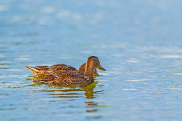 Ducks swim in the summer pond. Photographed close-up.