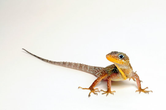 Dominikanischer Anolis (Anolis oculatus) - Dominica Anole, Dominican anole, Eyed Anole 