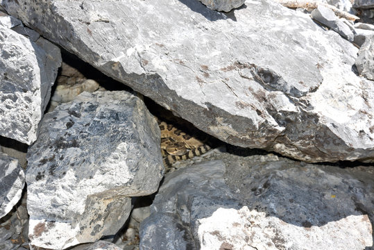 Western Rattlesnake