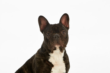 Black and white French Bulldog. Studio shot. White background. Isolated