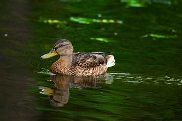 Ducks swim in the summer pond. Photographed close-up.