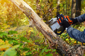 Lumberjack cuts down a lying tree with a chainsaw in the forest, close-up on the process of cutting...