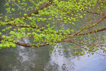 Layer of Beautiful Budding Branches & Blue Water Reflecting